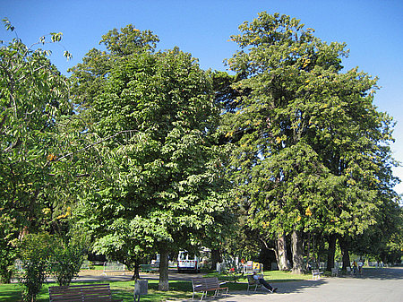 Foto Parkanlage - Genf